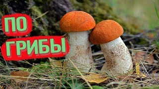 В лес ПО ГРИБЫ Сентябрь 2017