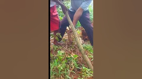 Mencabut singkong 2 orang 1 pohon #farming #agriculture #berkebun #shorts