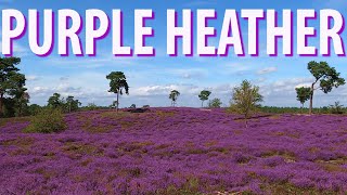Purple Heather of Maasduinen National Park