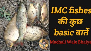 IMC fishes की कुछ basic सी बातें | @KASTAFisheries