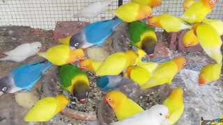 Love bird Singing & chirping sound | love bird sound|mix love birds