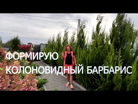 ФОРМИРУЕМ БАРБАРИС КОЛОНОВИДНЫЙ | Обрезка, формировка и размножение барбарисов