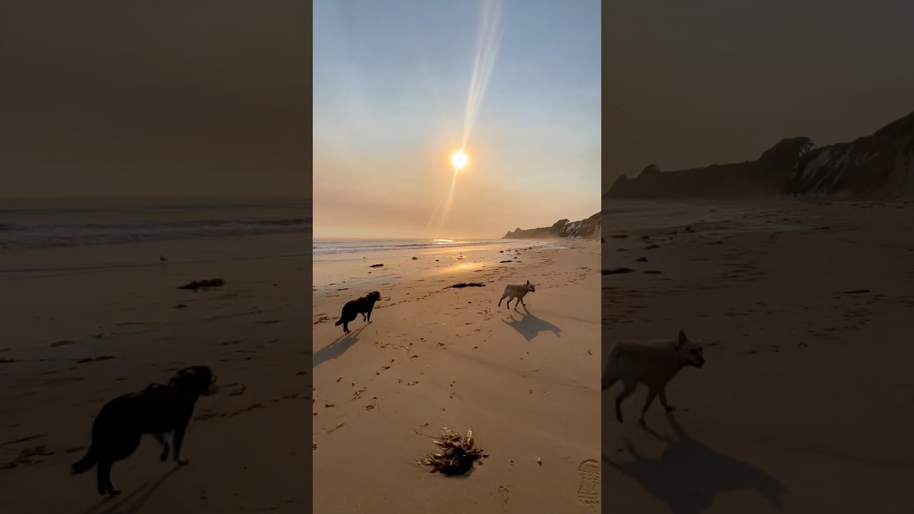 Beach adventure with my cattledogs 