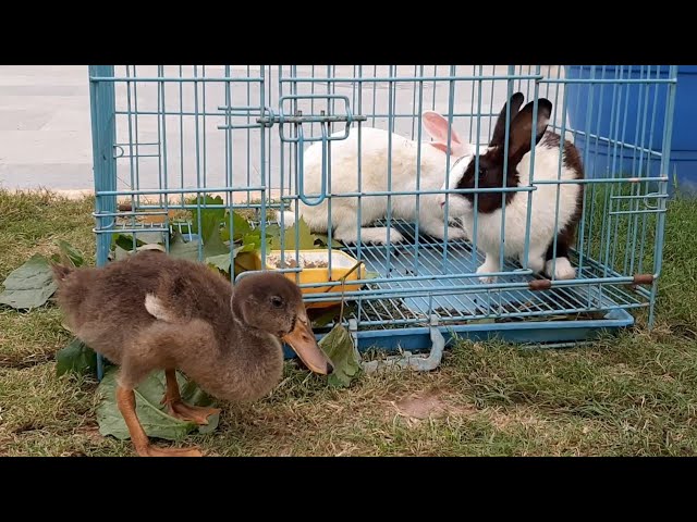Baby Ducks And Bunnies