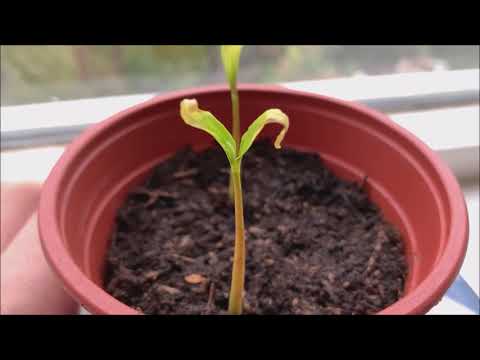 sugar apple tree from seed, time lapse