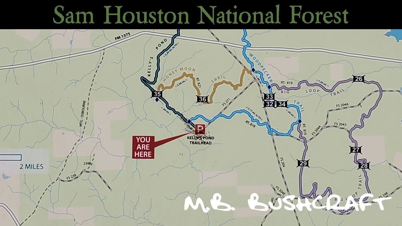 Sam Houston National Forest YouTube - Maxresdefault