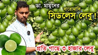 ডা. মামুনের সিডলেস লেবু চাষে অবাক সফলতা | উদ্যোক্তার খোঁজে