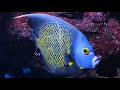 Facts: The French Angelfish