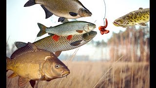 Какая рыба лучше всего ловится в октябре? Какую рыбу можно ловить в октябре?