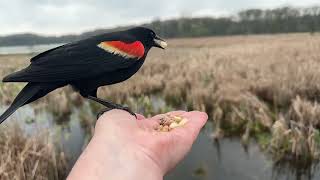 Hand-feeding Birds in Slow Mo - Red-winged Blackbirds