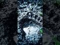 Duniya Ke Sabse Bade Rahasyamay Janwar 🐉 | Dark Mystery Video