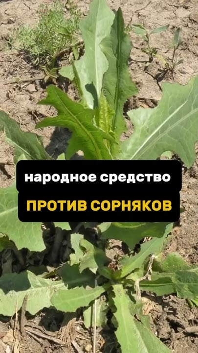 Народное средство против сорняков #дача #огород #сорняки - YouTube