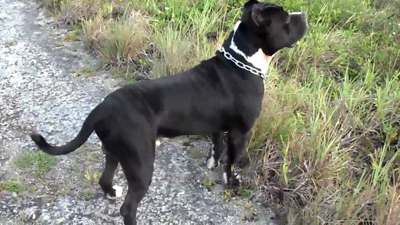 Guam Bully Pitbull YouTube
