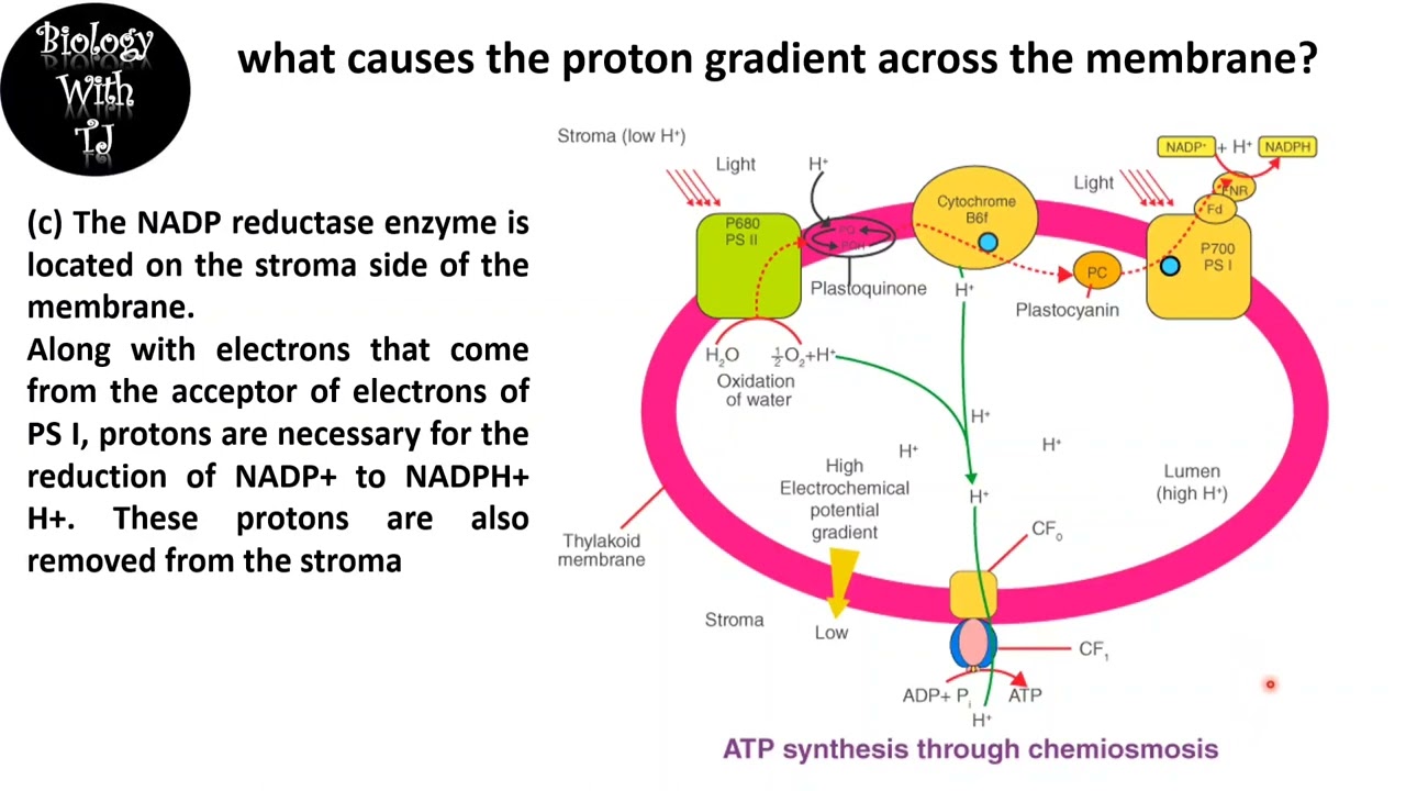 Explanation on ATP synthesis - chemiosmosis