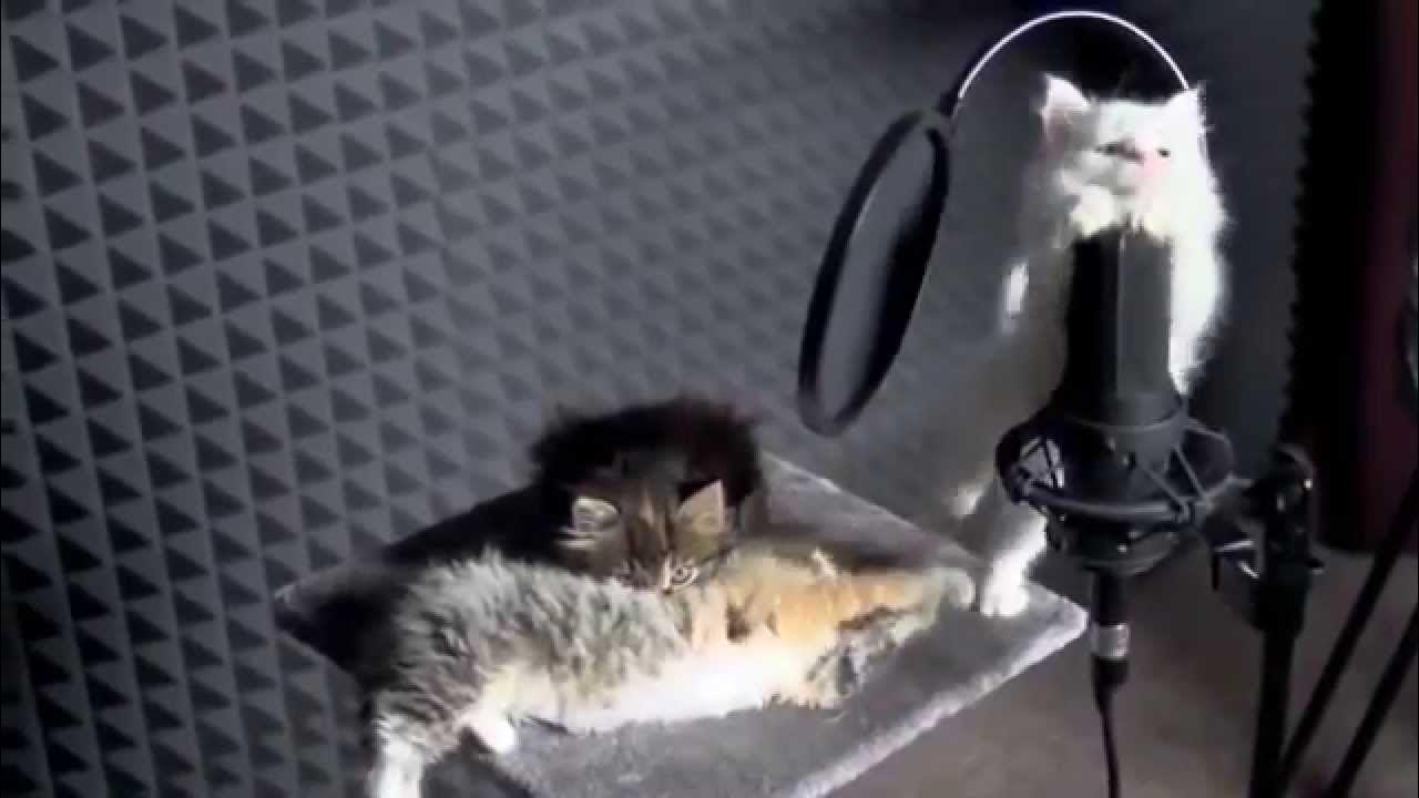 Песни с котами видео. Кот поет в микрофон. Поющие котики видео. Как поют маленькие котята. Кот поет на английском.