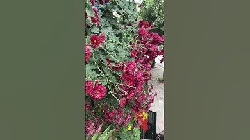 Cúc cổ Sơn la nở rộ trong gió Xuân còn se lạnh ,,, yêu lắm