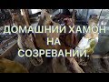 Домашний хамон. Где он созревает.