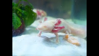 Did you know that Axolotls are nearly extinct in the wild?