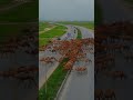 البل 