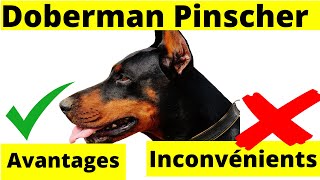 Le Chien Doberman 👉 Tout Savoir Sur Cette Race Pinscher by Chien Info 333 views 4 months ago 3 minutes, 22 seconds