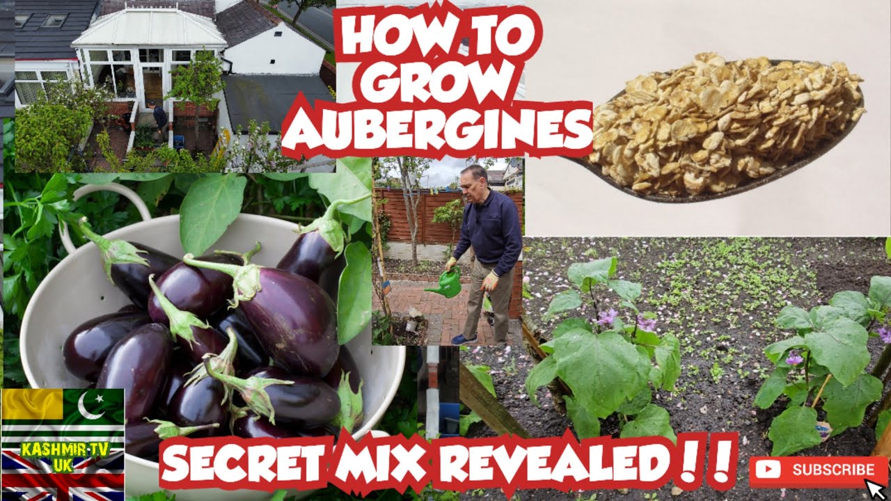 How To Successfully Grow An Aubergine Plant Using A Secret Mix
