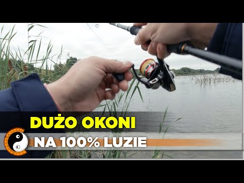 ŁOWIENIE NA LUZIE (Łowienie Okoni) OKONIE NA SPINNING