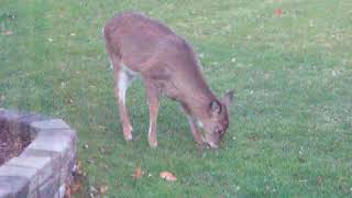 Deer in my front yard