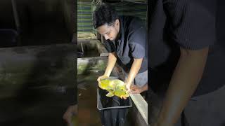 கடைக்கு மீன்கள் வந்தாச்சு ✅ big monster fish #btaqua