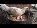 Hint Tavuğunu Kuluçkaya Yatırma 9. Gurk Tavuğumuz - Hen Hatching