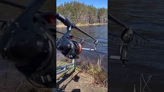 Crazy carp run🔥😱 #fishing #carpfishing #carp #carprun #карпфишинг #карп #viral