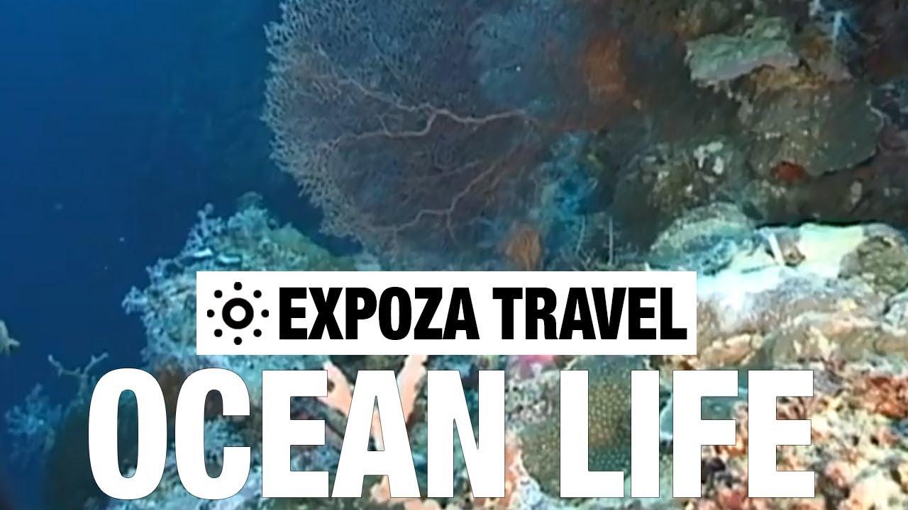 Ocean Life Vacation Travel Video Guide