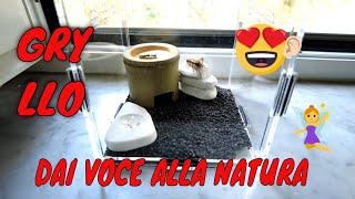 🔴 GRYLLO KIT 🔴BY SMART BUGS 🔝 , ALLEVARE GRILLI CANTERINI IN CASA ORA E' SEMPLICE E DIVERTENTE❗🌾