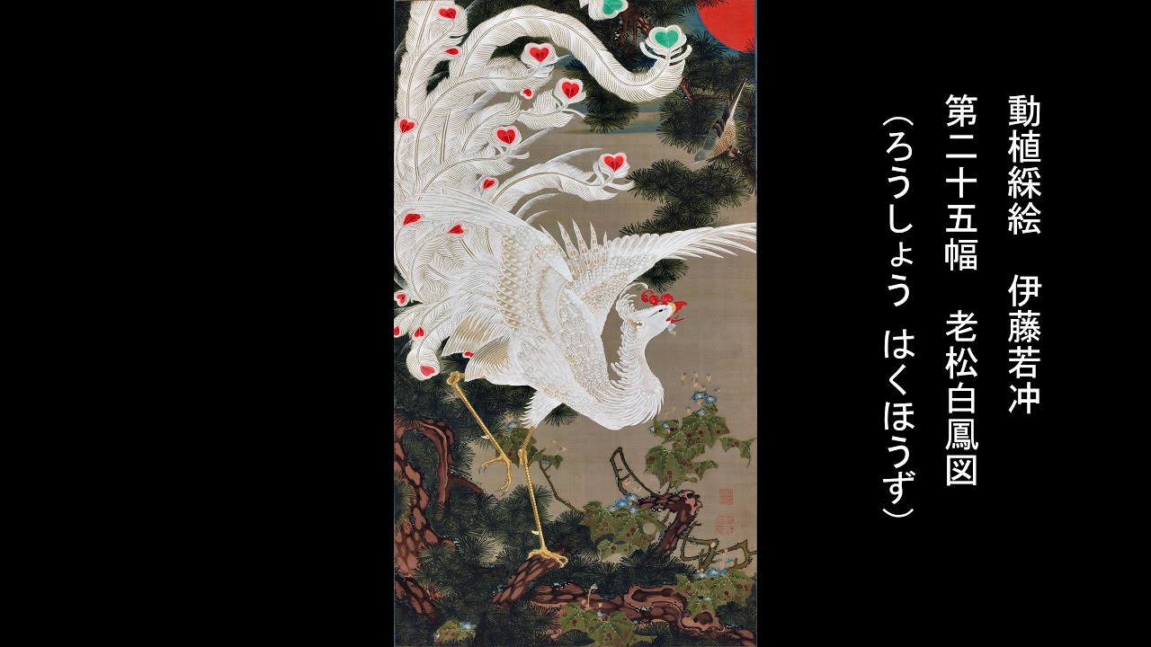 動植綵絵 伊藤若冲 「第二十五幅 老松白鳳図（ろうしょう はくほうず