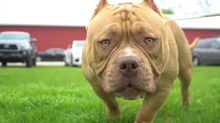 NorthEast Bully Reunion 3 – THE AMERICAN BULLY KENNEL CLUB