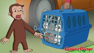 Giorgio incontra i conigli | Compilation animata di Curioso Giorgio per bambini | WildBrain Italiano