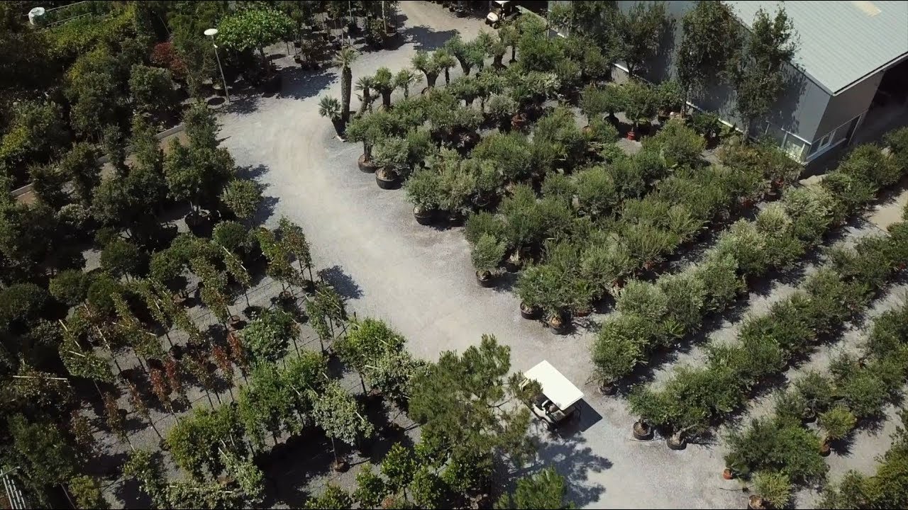 Olive Tree Specialist Mediterranean Trees Reliable Nearby