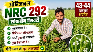 🌱 Impressive 43–44 day update of original 292 soybean #NRC292 #NRC292Soybean #Soybean #HowToIdent...