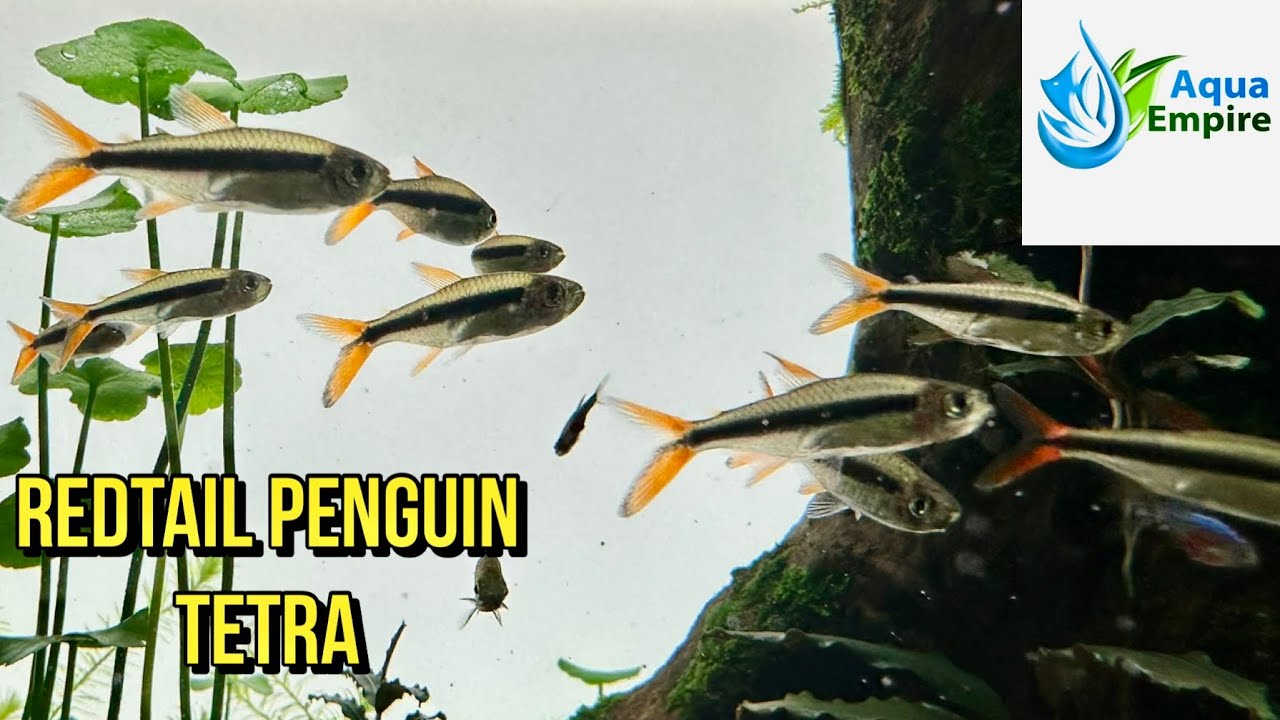 carving a wood fish hook Dolphin w/ Engravings todo Lb. Test:60LB Aliexpress Chinese Fish Tank this 13