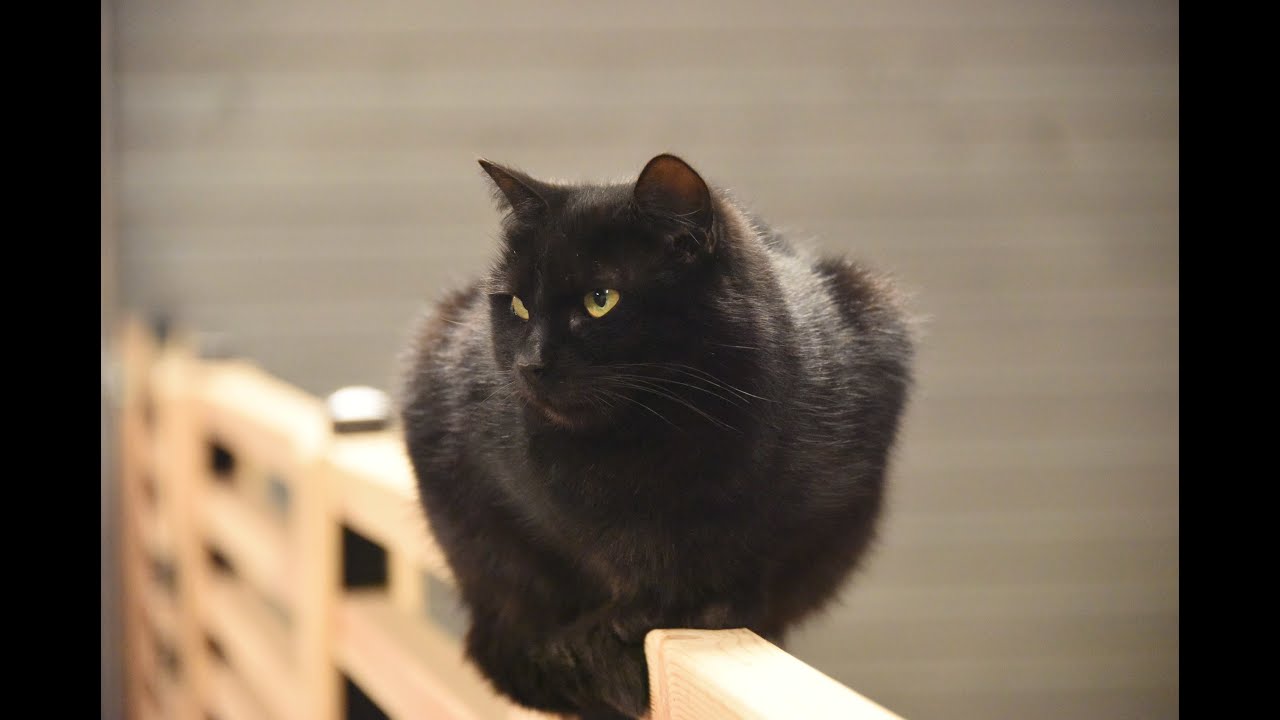 Angel Valley Farm Live Replay – Nonstop Animal Cuteness & Farm Excitement 🐐🦙🦫🐴