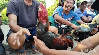 HARI INI PASAR AYAM BANGKOK RAME DI PASAR SUMPIUH BANYUMAS