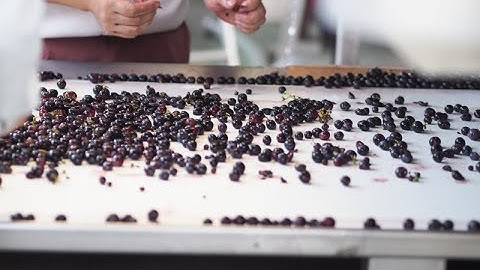 Grape processing at Chateau Mercian, Yamanashi, Japan