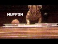 Vince the bulldog  steak vs muffin challenge