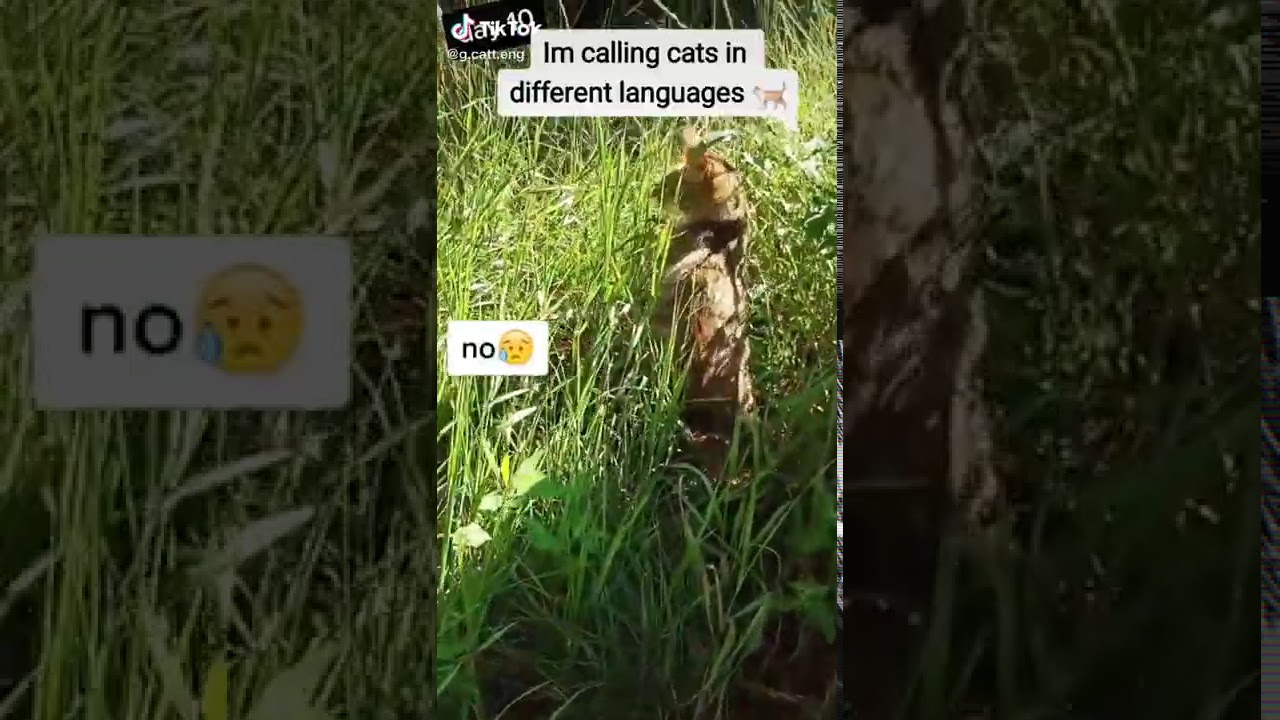 STARDENBURDENHARDENBART day10 Cat Calling in different languages