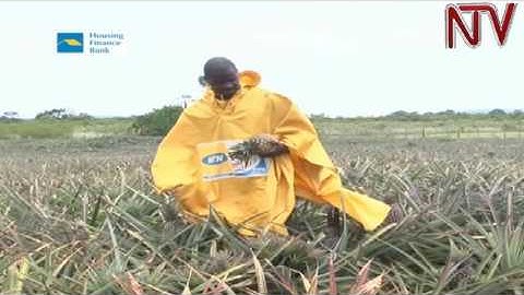 FAO launches value chain development project