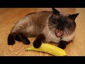  funniest cats and dogss    hilarious animal compilation 185