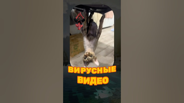 ВИРУСНЫЕ ВИДЕО / Котовек Паук