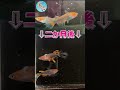 二カ月で大変身するメダカ！？ ＃Ｓ０４ ～美心めだか～ #Shorts