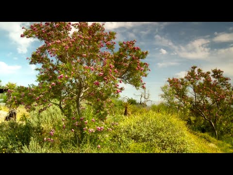 Desert Trees