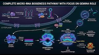 miRNA Biogenesis Pathway