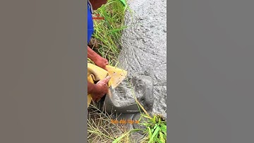 Bùn đặc lắp ao không nước | vùng quê MINH CÔNG